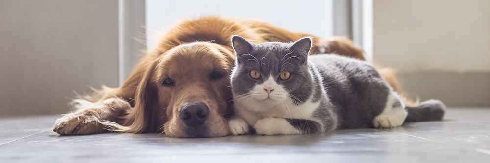 Furry Friends: How Pets Can Help Alleviate Symptoms of Depression