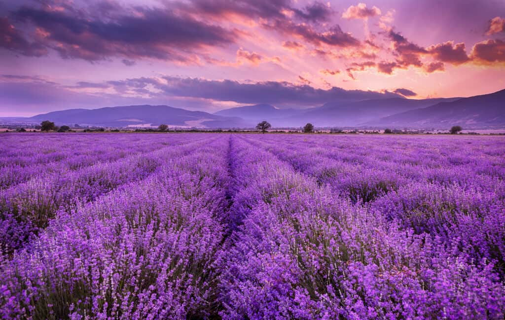 Lavender Delights: Exploring the Culinary World of Eating and Drinking Lavender